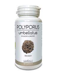 Polyporus Umbrellatus naturetica