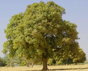 albero del karitè